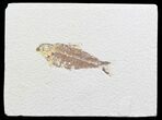 Bargain Knightia Fossil Fish - Wyoming #39667-1